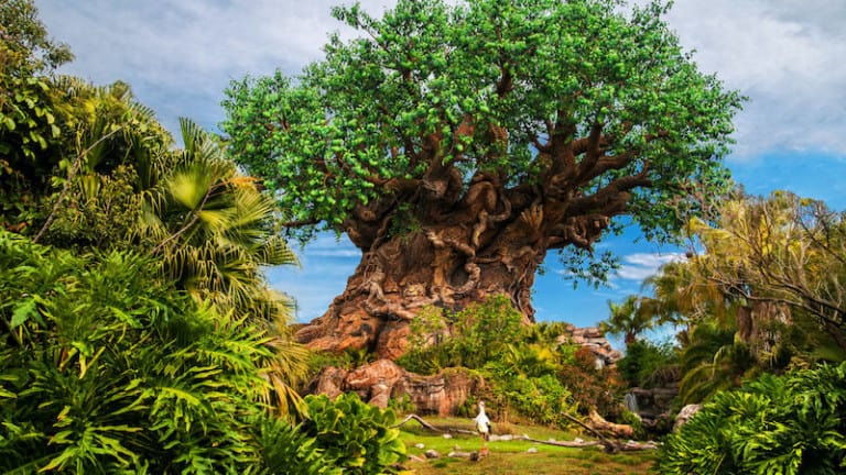 animal kingdom earth day