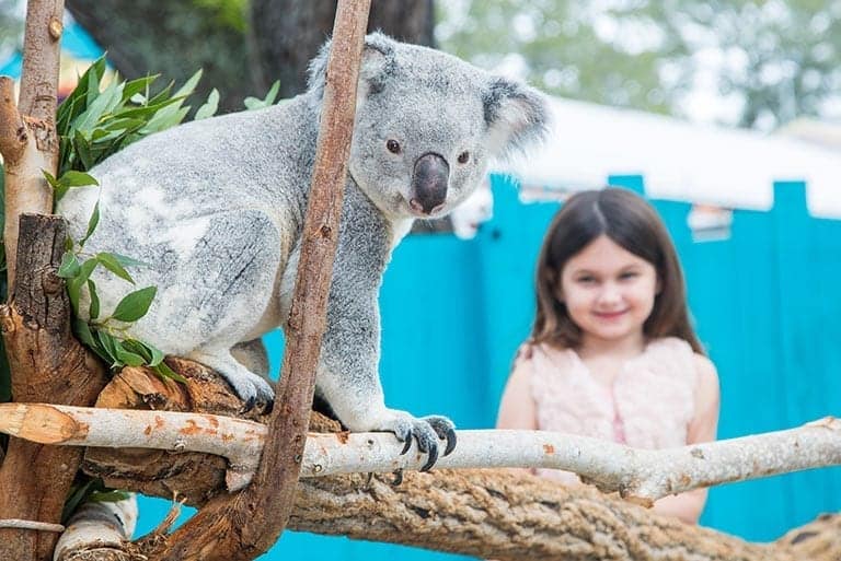 koala-photo-encounter-zootampa