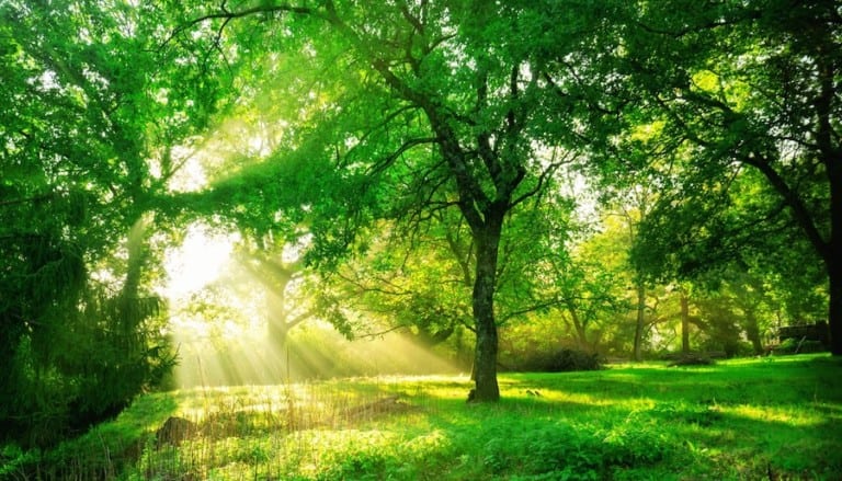 Green forest landscape background at sunrise.