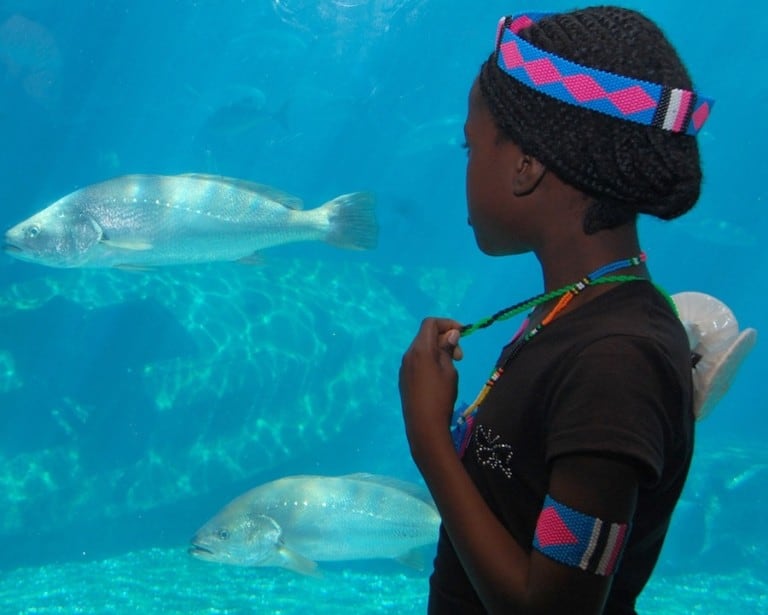 SAAMBR Guest in uShaka Sea World aquarium