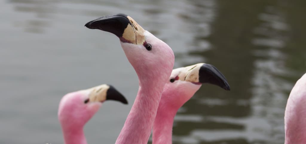 Andean Flamingo at WWT Slimbridge