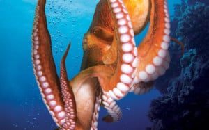 BBC Earth Blue Planet Octopus Poster