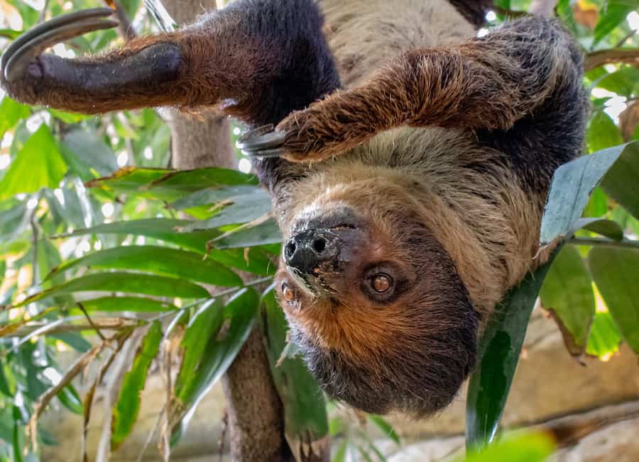 Marwell Zoo sloth santos