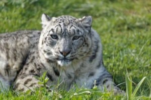 Twycross-Zoo-Snow-Leopard