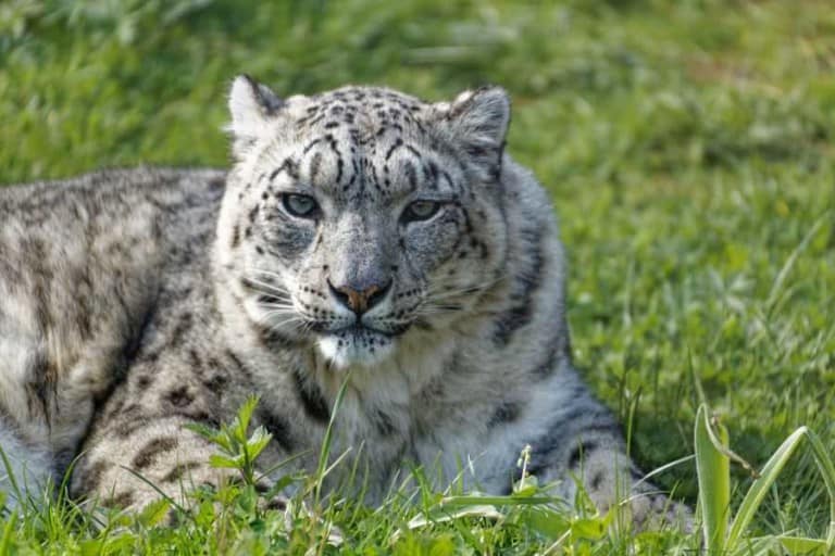 Twycross-Zoo-Snow-Leopard