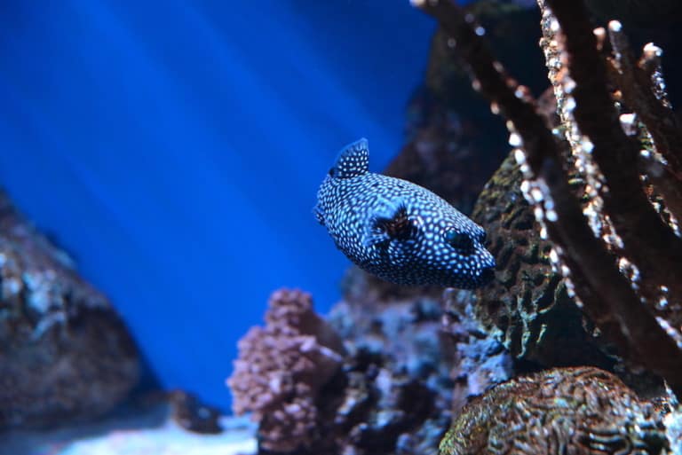 fish and coral in aquarium