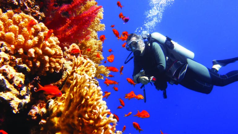 neom kaust coral garden