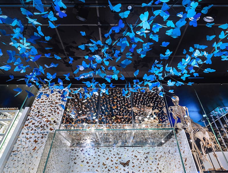 The Box Butterlies LEACH Plymouth