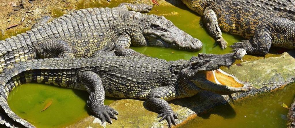 Crocodile Park – Mirdiff, Dubai