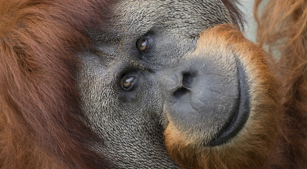 Orangutan Perth Zoo