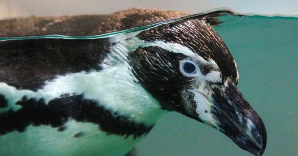 Al Ain Zoo Penguinarium