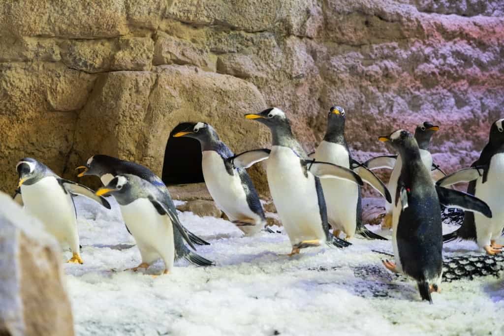 Dubai Aquarium & Underwater Zoo Penguinarium