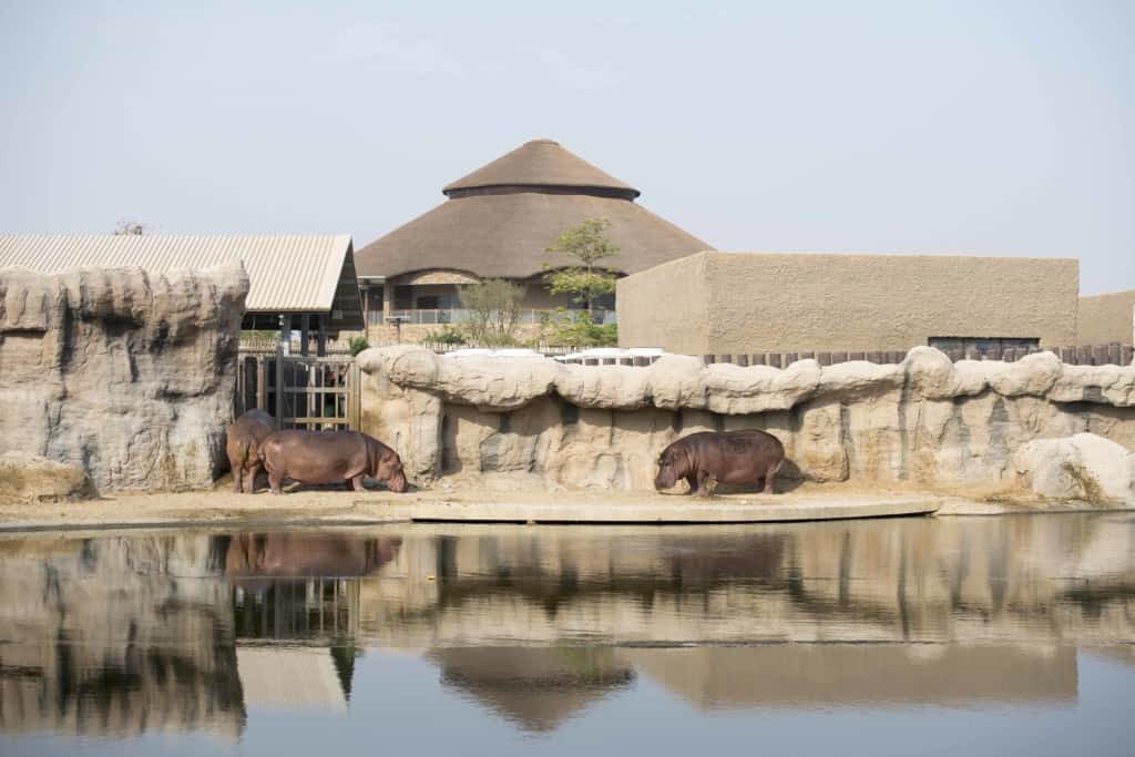 Dubai Safari Park Hippopotamus Exhibits