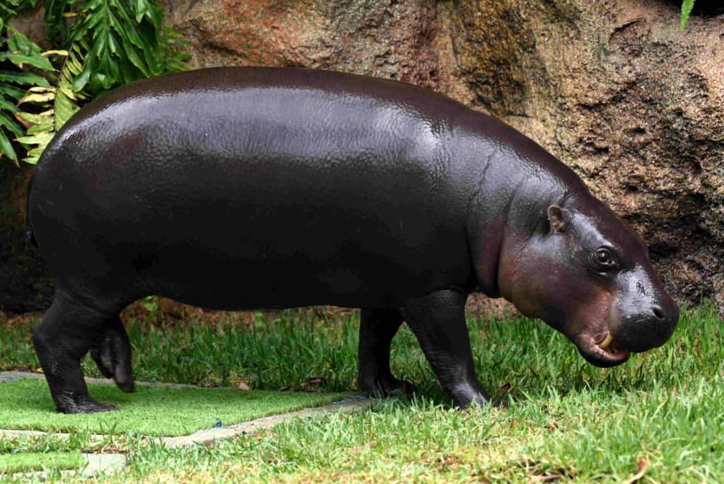 Loro Parque Zoo Pygmy Hippopotamus