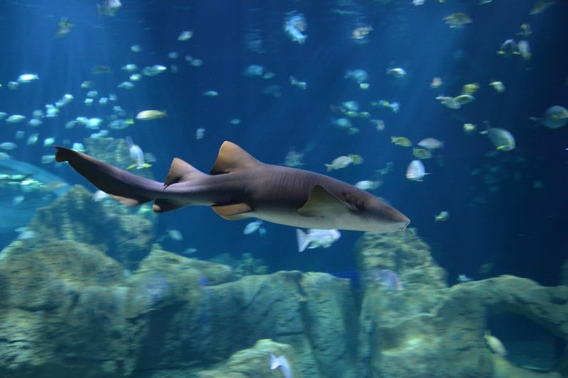 Michin Aquarium Guadalajara