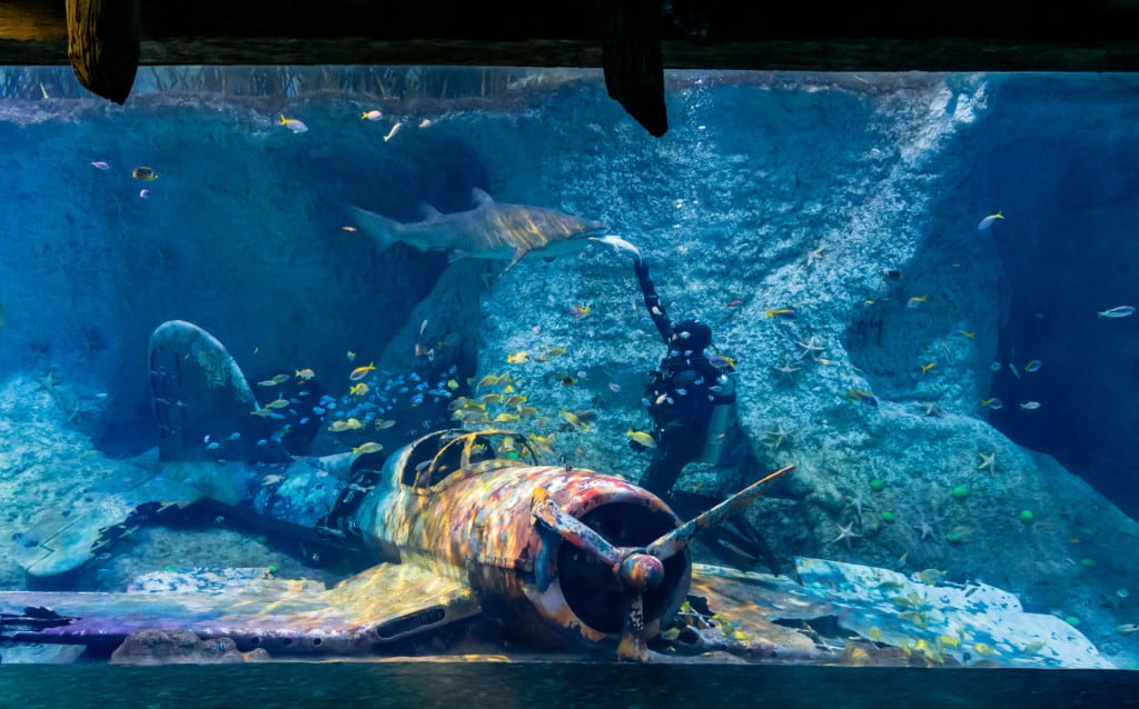 the national aquarium al qana diver feeding shark