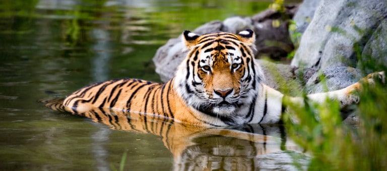 Amur tiger at Assiniboine Park Zoo