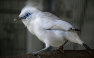 Bali myna starling_LA Zoo