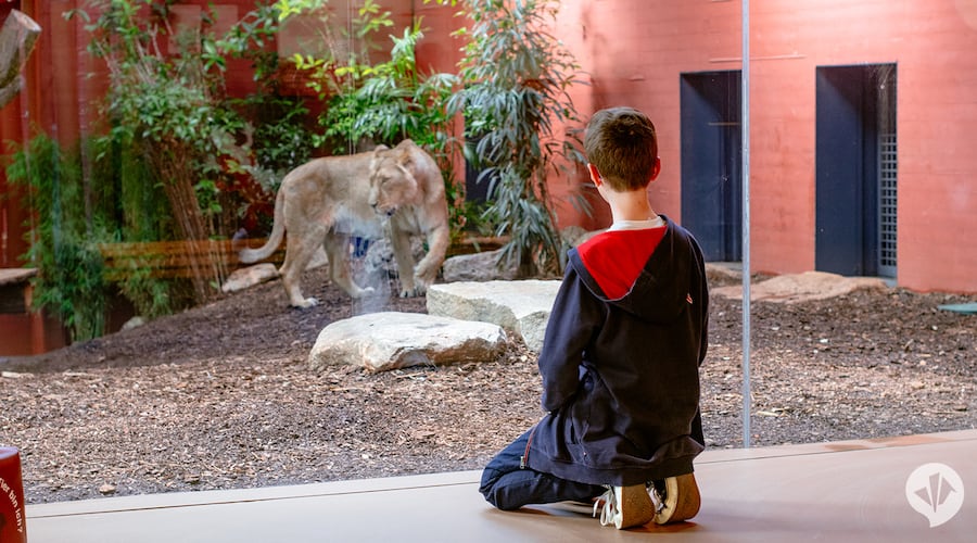 Lion at Red List Centre