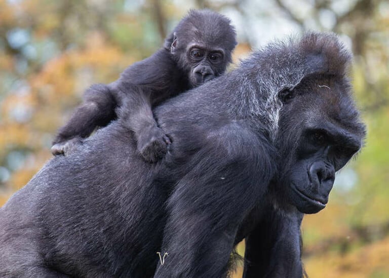 bristol zoo gorilla