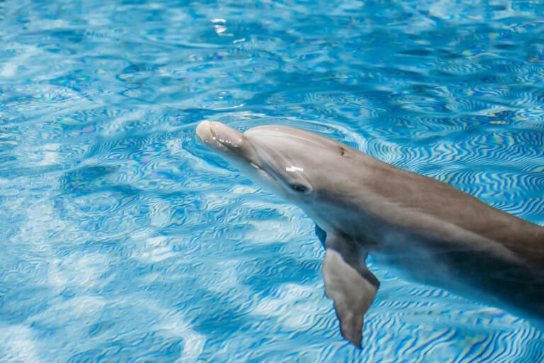 clearwater marine aquarium apollo dolphin