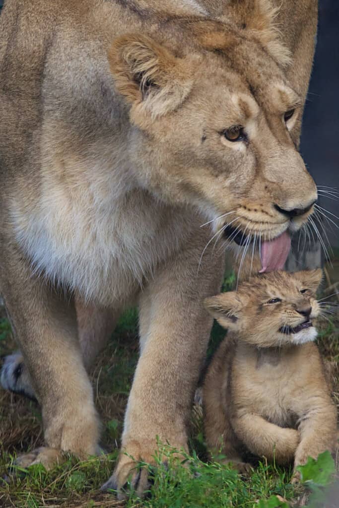 Dublin Zoo Lion Cub