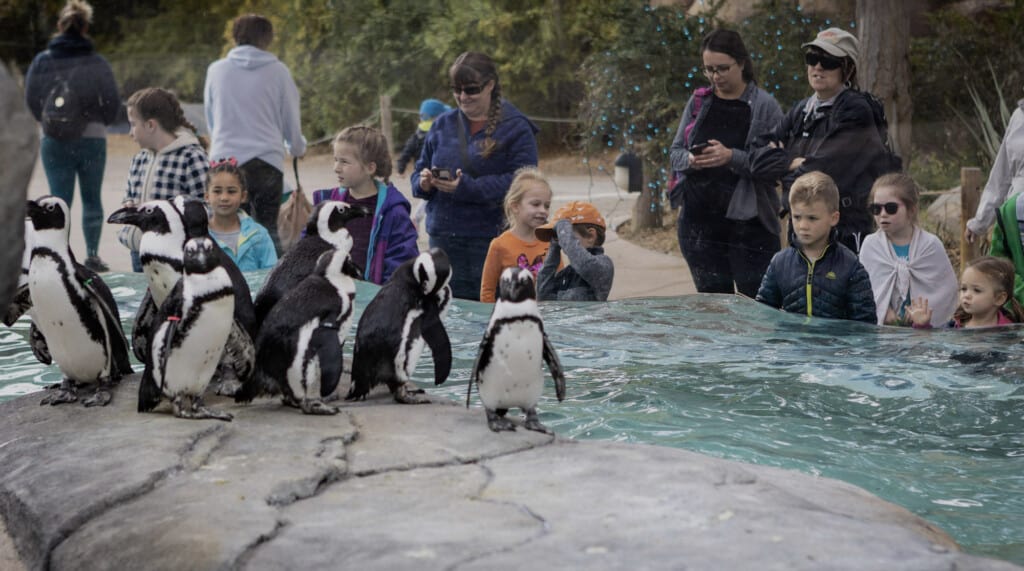 Penguins Denver Zoo