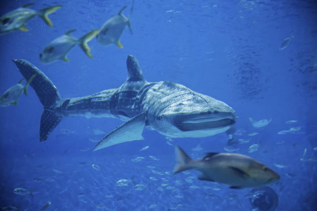 bionic whale shark