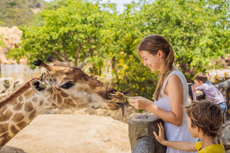 family-feed-giraffe-at-zoo