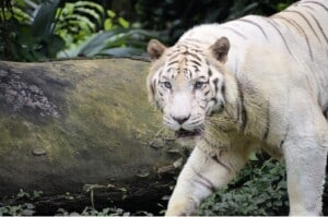 White tiger