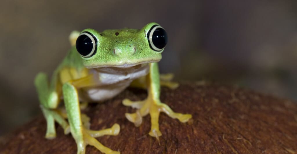 frog-smithsonian-national-zoo