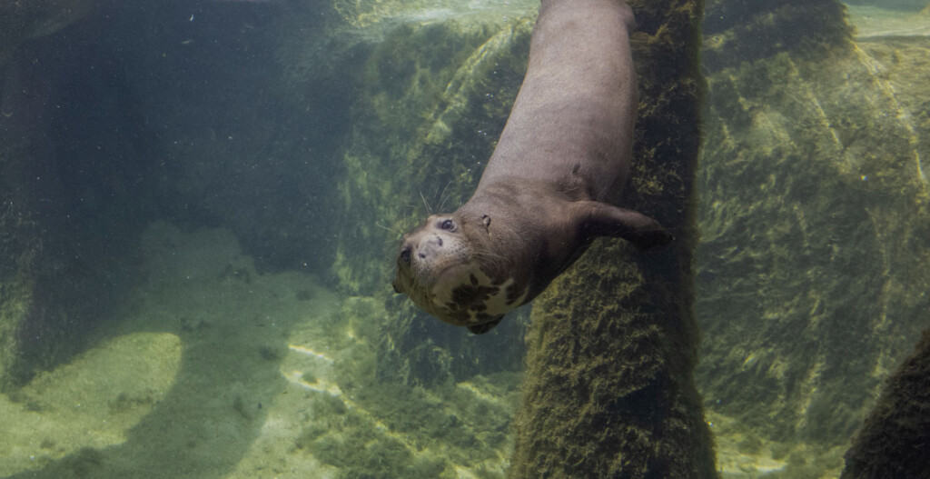 giant river otter brevard zoo