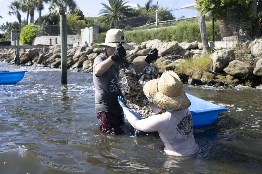 oyster reef build brevard zoo