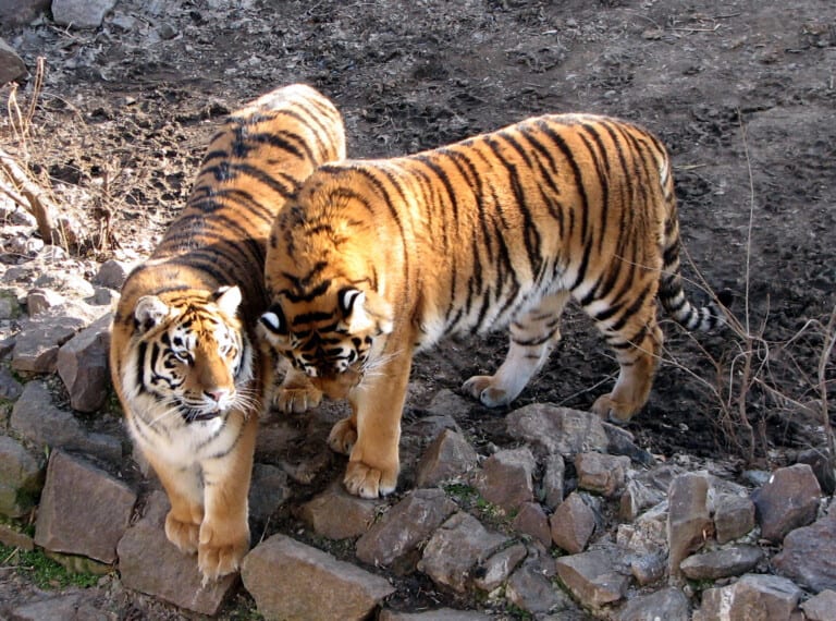 nikolaev zoo ukraine