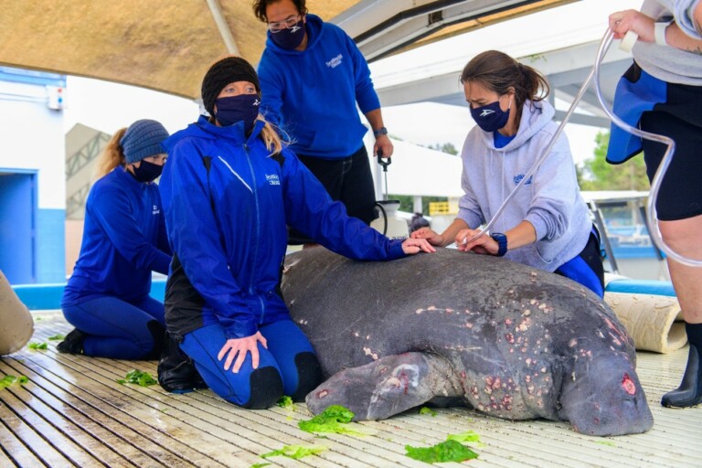 seaworld manatee rescue