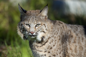 zoo miami bobcat
