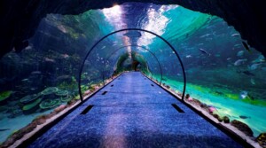 Polin Aquariums The National Aquarium Abu Dhabi Tunnel