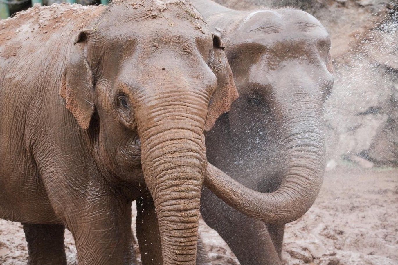 Belfast Zoo to “phase out” elephants and rehome Dhunja and Yhetto