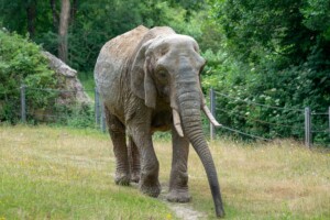 paignton zoo duchess elephant