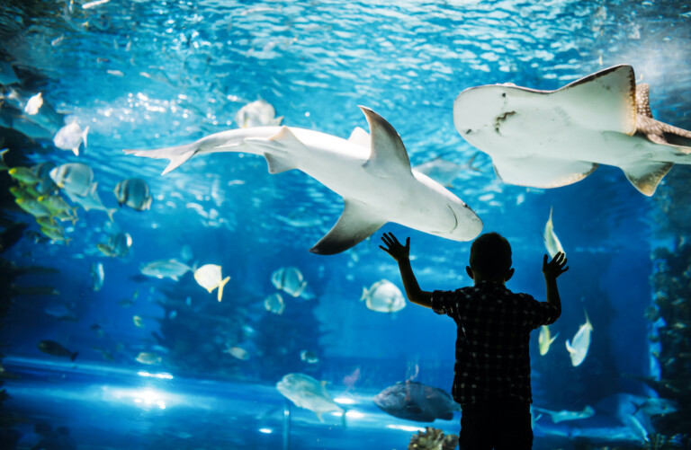 Child-at-aquarium-window