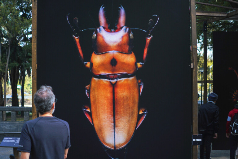 Microsculpture AMNH Mexico City