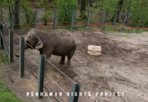 nonhuman rights project elephant