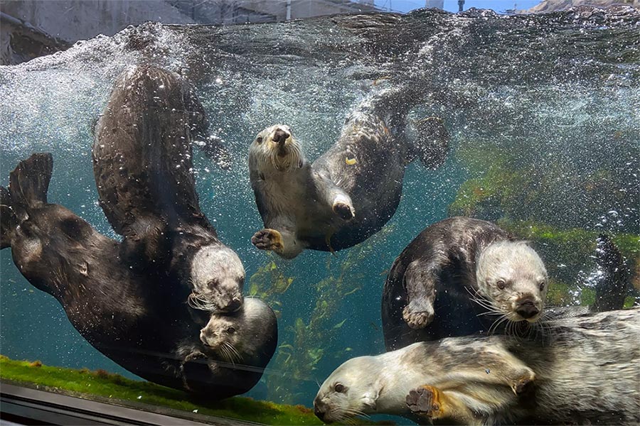 Sea Otters at Monterey Bay Aquarium, Blooloop 50 Zoo & Aquarium Influencers