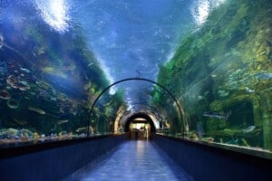 Polin Trabzon Aquarium Tunnel