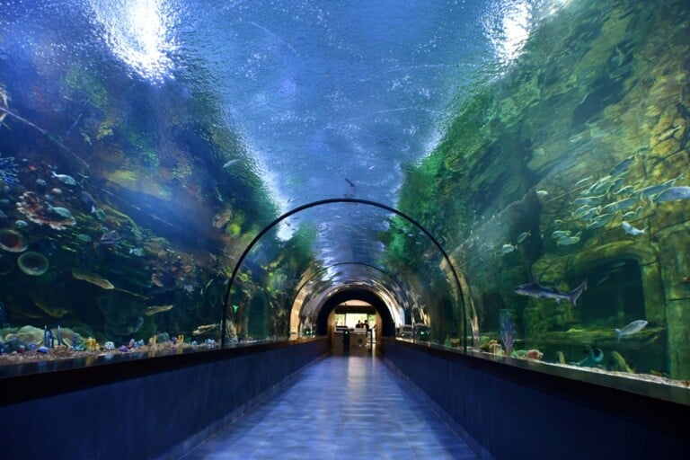 polin-aquariums-completes-the-first-road-tunnel-aquarium-blooloop