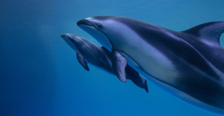 dolphin and calf at the Shedd Aquarium