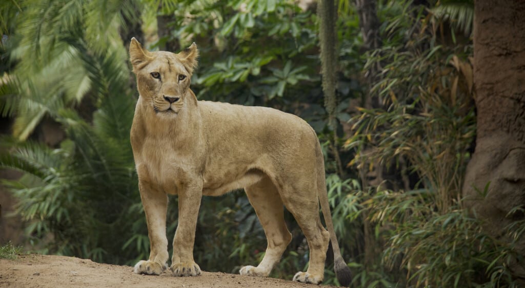 Loro Parque_Lion