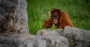 chester-zoo-orangutan- Top zoos and aquariums europe