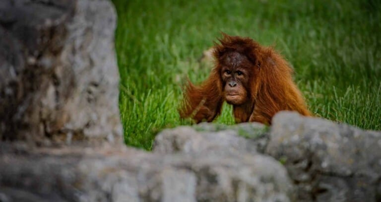 chester-zoo-orangutan- Top zoos and aquariums europe