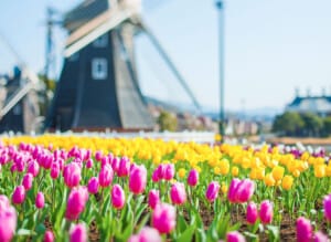 huis ten bosch